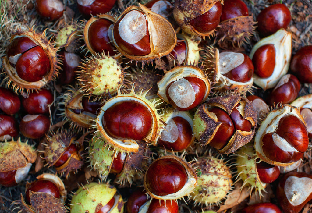 Horse Chestnut Oil
